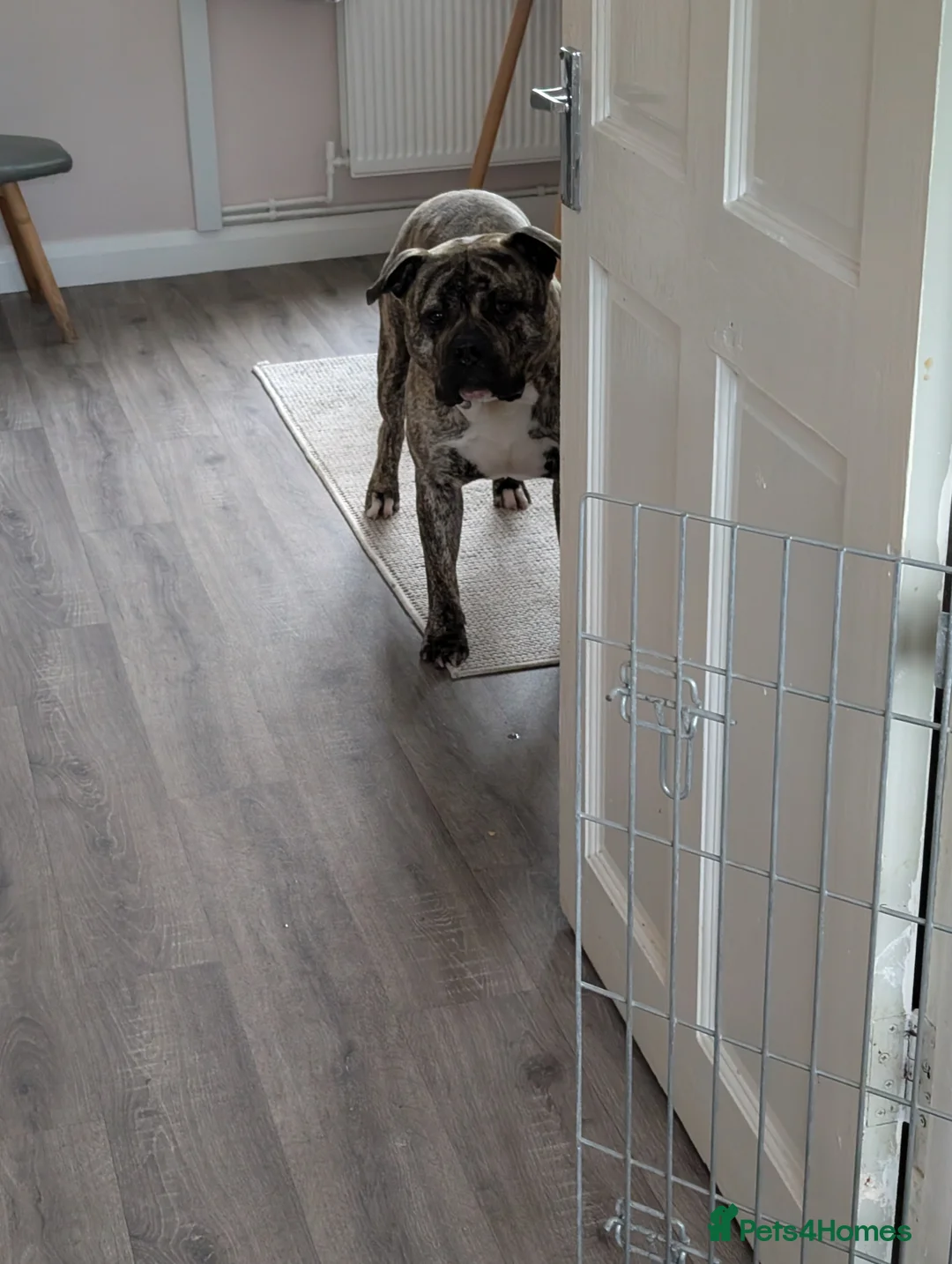 Mixed Breed dogs for sale: Bull mastiff X  - Advert 1