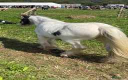 Irish Cob horses for sale: Piebald cob  - Image 3