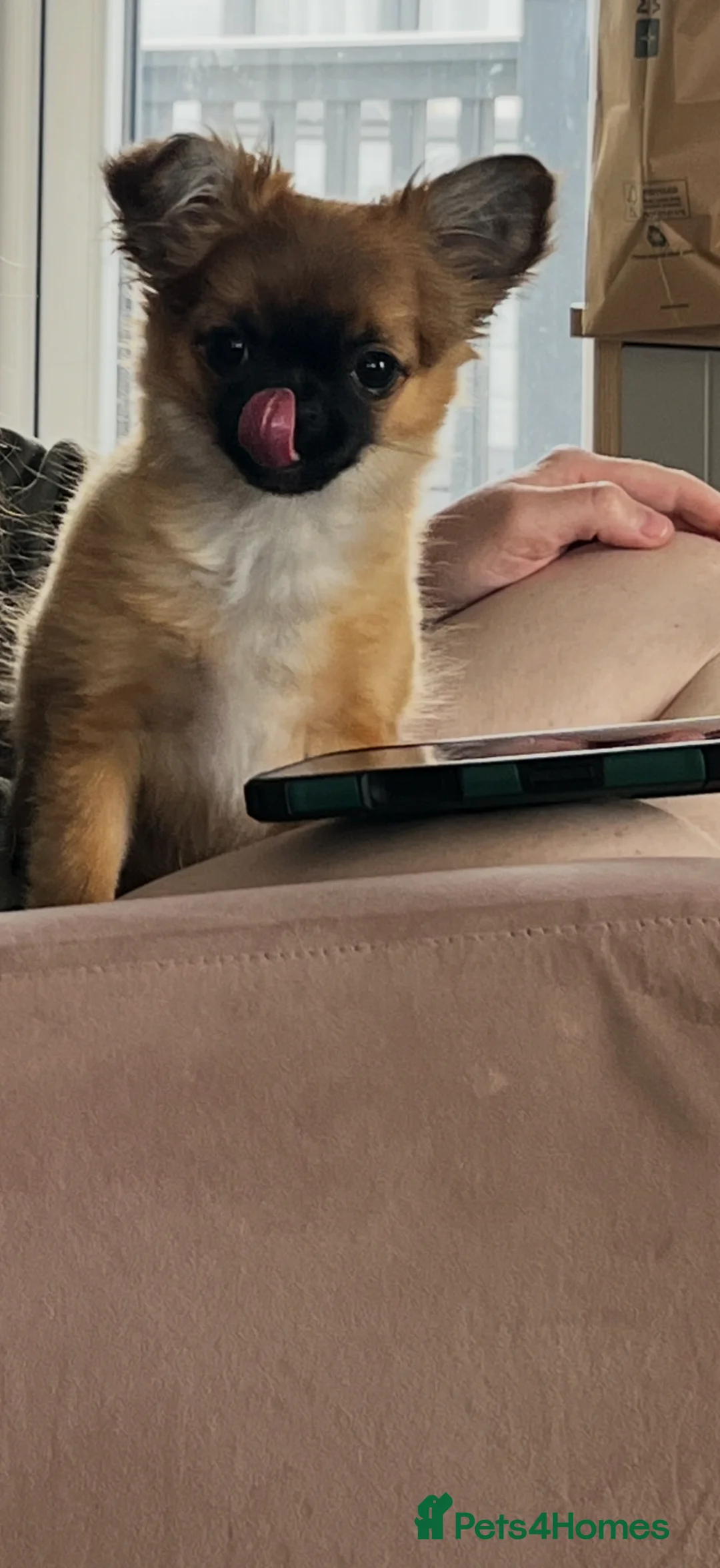 Pomchi dogs for sale: Pomchi Penny  - Advert 2