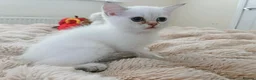 British Shorthair cats for sale: BSH GCCF , silver chinchilla & colour point Boys - Advert 12
