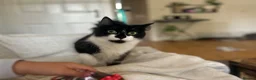 Mixed Breed cats for sale: 2 beautiful kittens  - Advert 2