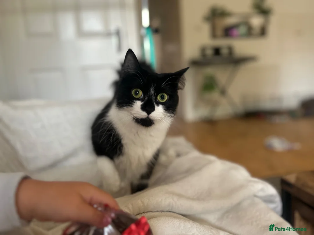 Mixed Breed cats for sale: 2 beautiful kittens  - Advert 2