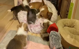 Welsh Corgi Pembroke dogs for sale: Welsh Pembroke corgi puppies - Image 5