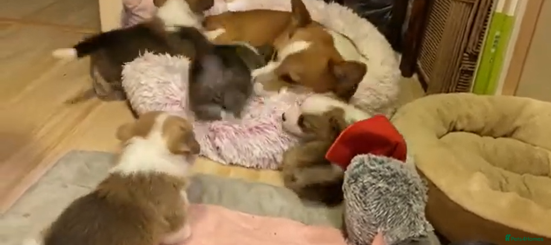 Welsh Corgi Pembroke dogs for sale: Welsh Pembroke corgi puppies - Image 5