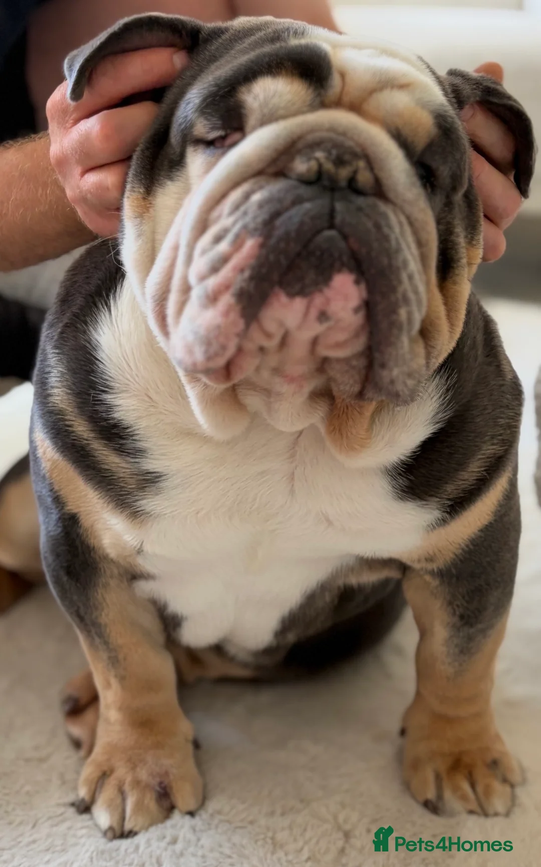 English Bulldog dogs for sale: Very sad sale of English bulldog baby boy in Newcastle upon Tyne - Advert 2