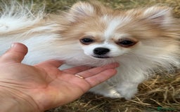 Pomeranian dogs for sale: Only one tiny Pom girl left in Ely - Image 1