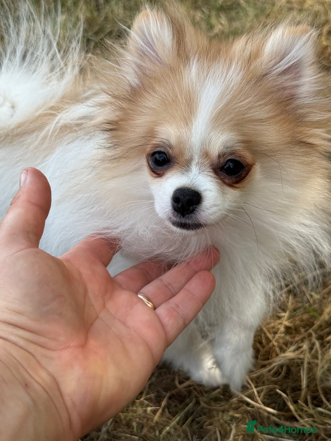 Pomeranian dogs for sale: Only one tiny Pom girl left in Ely - Image 1