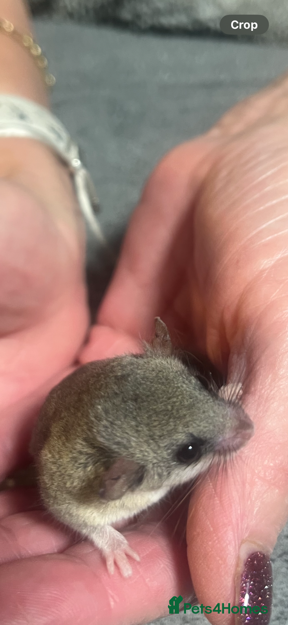 Mouse rodents for sale: African Pygmy dormice/squirrels - Advert 3