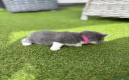 Domestic Shorthair cats for sale: 🐾 Playful, Affectionate Kittens - Image 6