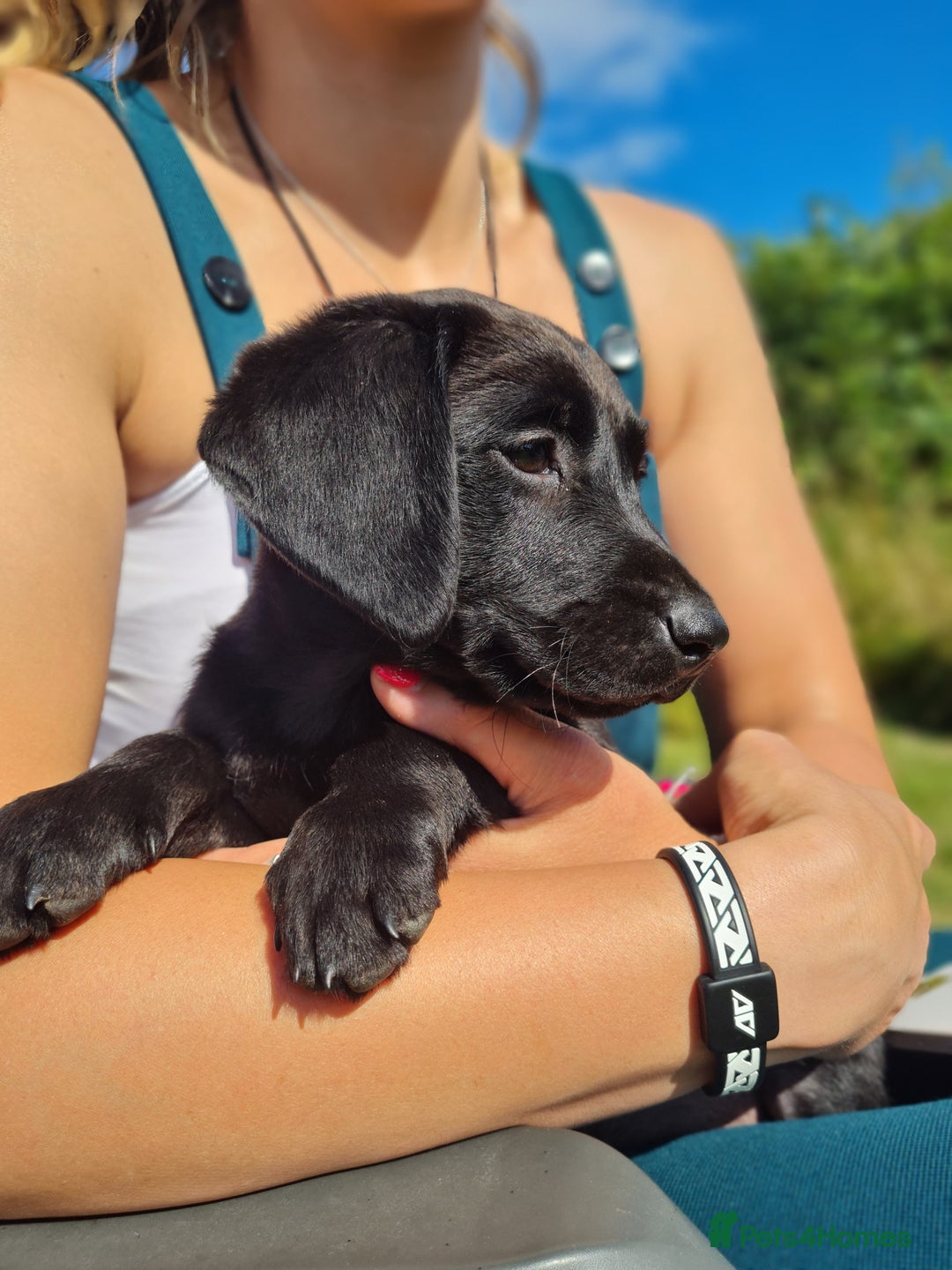 Labrador Retriever dogs for sale: Outstanding Black KC Labradors - Image 4
