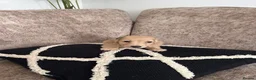 Miniature Dachshund dogs for sale: **One boy left**Cream miniature dachshunds - Advert 8