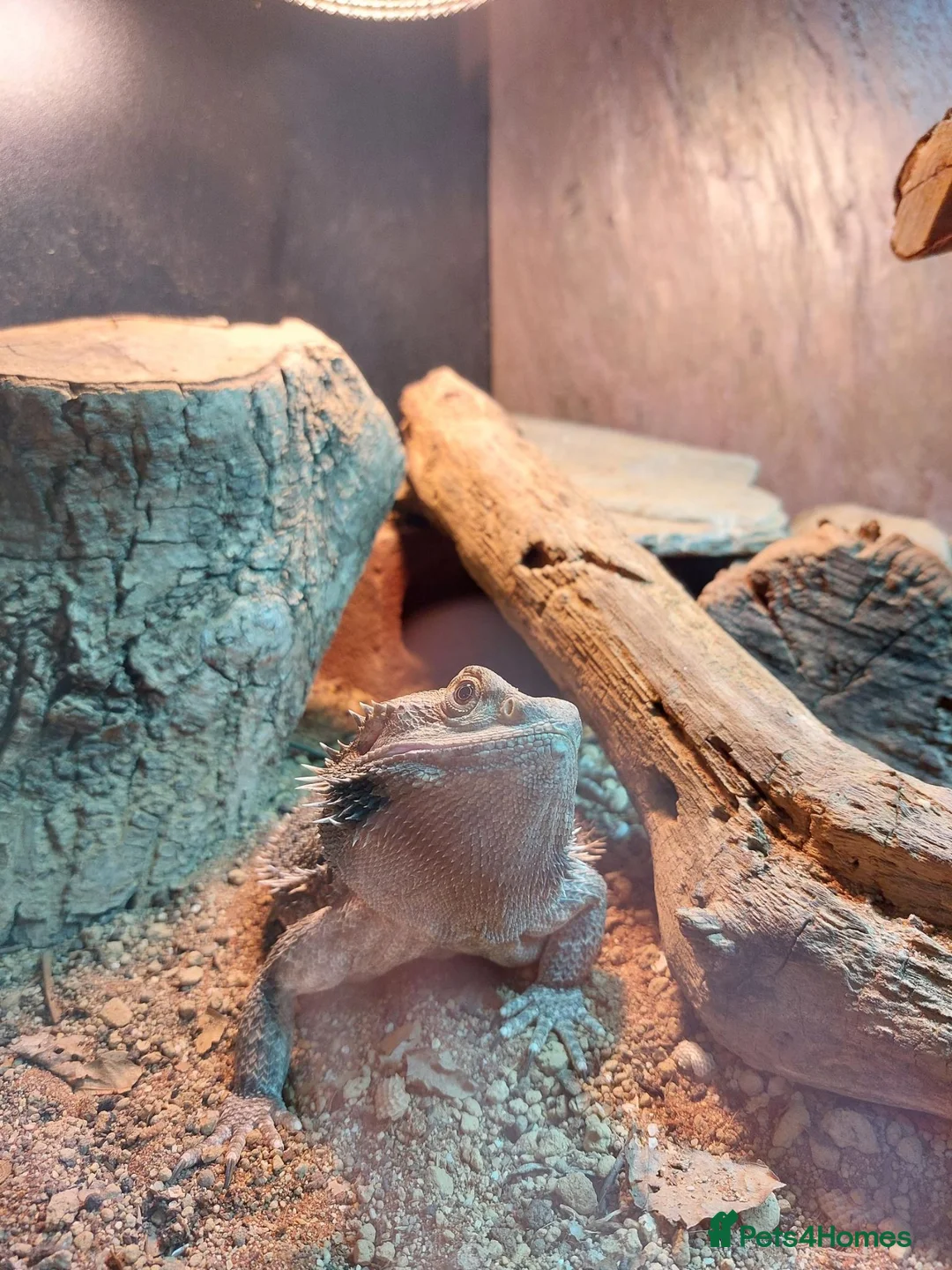 Bearded Dragon reptiles for sale: Female 4yr Bearded Dragon, friendly & curious - Advert 2
