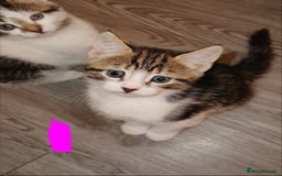 American Shorthair cats for sale: American Shorthair elegance times five ✨ - Image 4