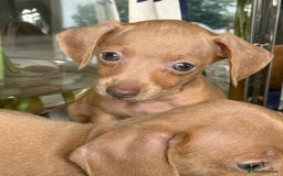 Miniature Dachshund dogs for sale: gorgeous litter of kaninchen mini dachshunds - Image 3