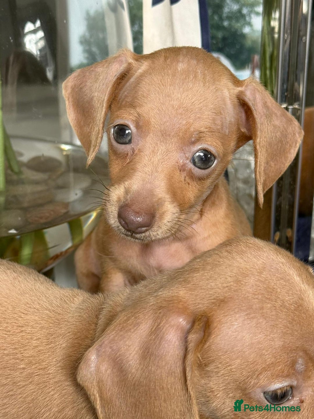 Miniature Dachshund dogs for sale: gorgeous litter of kaninchen mini dachshunds - Image 3