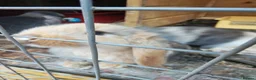 Mini Lop rabbits for sale: PURE BRED MINI LOP - Advert 7