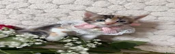 Mixed Breed cats for sale: 6 Adorable Kittens Ready for Their Forever Homes  - Advert 11