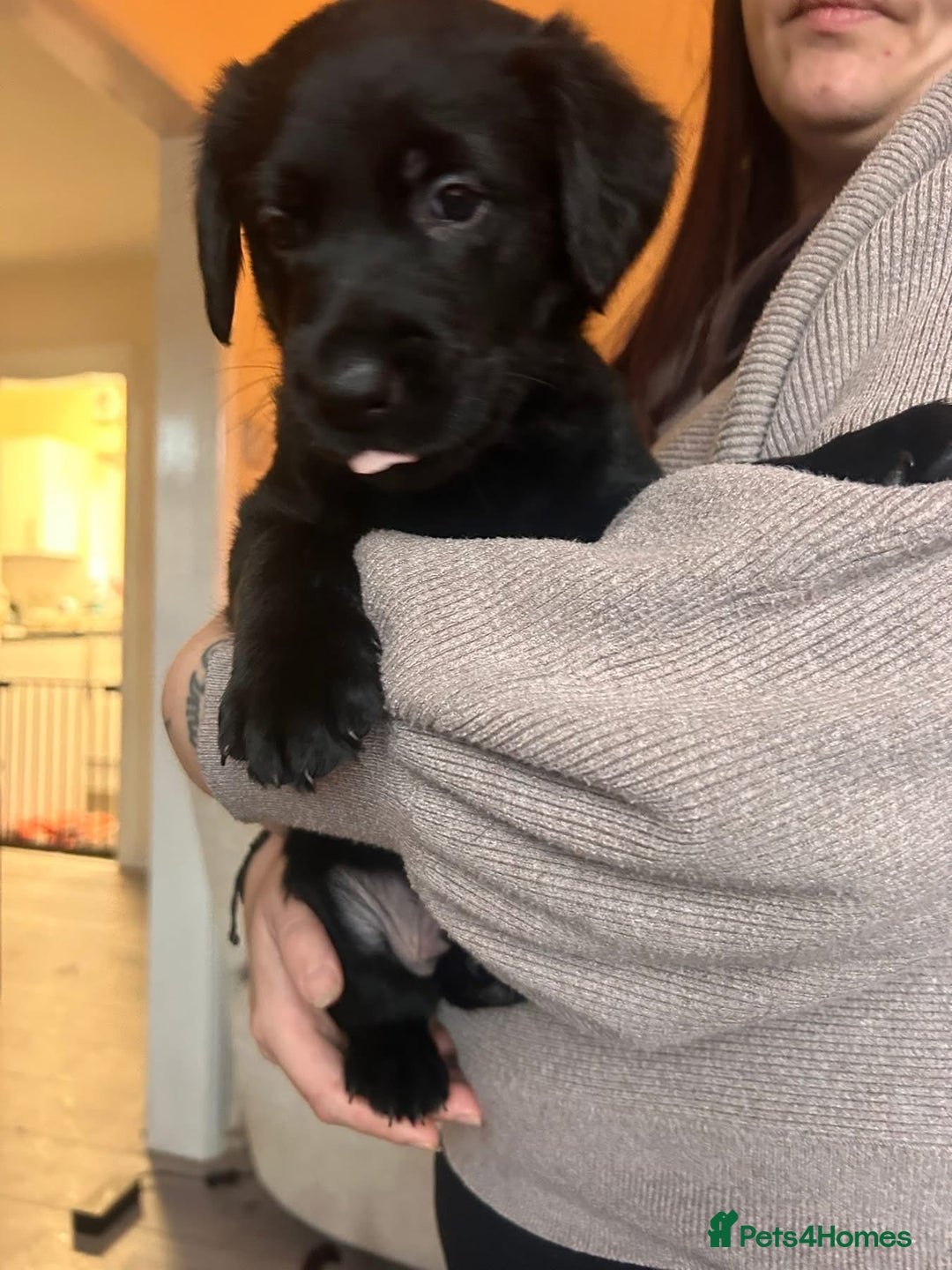 Mixed Breed dogs for sale: Labernese puppies. 5 boys available.  - Advert 4