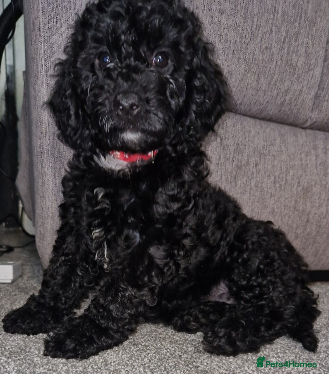 Cockapoo dogs for sale: F2 cockapoo puppies - Image 13
