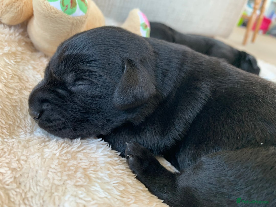 Labrador Retriever dogs for sale: Beautiful KC reg Labrador puppies - Image 4