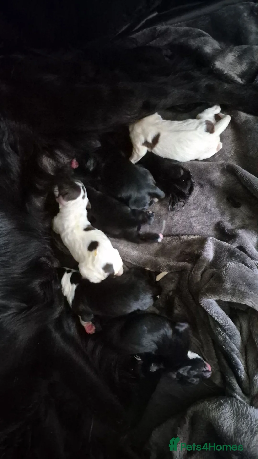 Mixed Breed dogs for sale: Sprolliedor puppies  - Advert 11