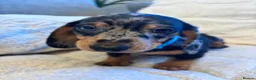 Miniature Dachshund dogs for sale: Miniature dachshund  - Advert 18