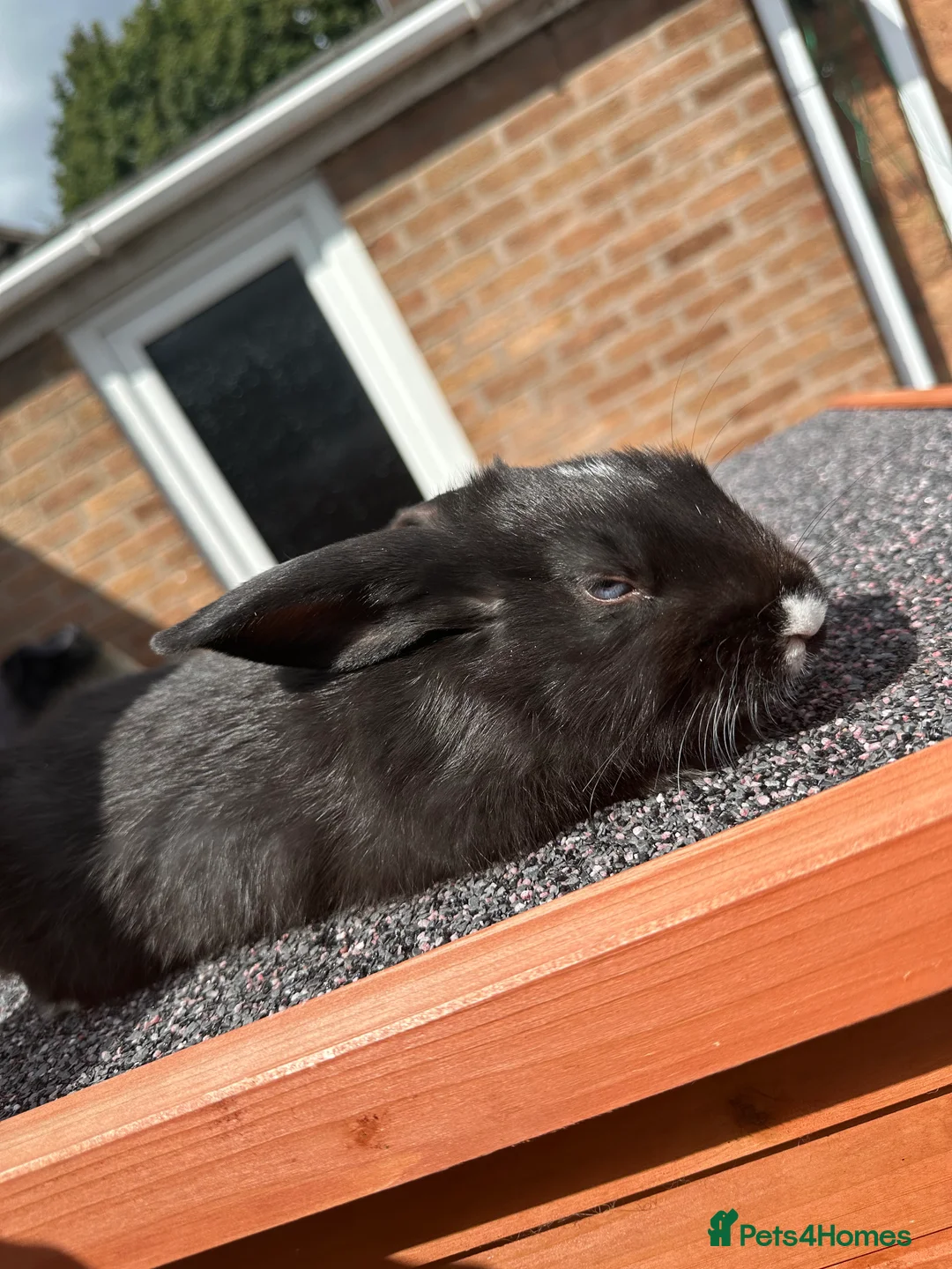 Mini Lop rabbits for sale: Mini lop rabbits - Advert 2