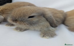 Mini Lop rabbits for sale: ❤️ Cute baby Mini Lop baby rabbits boys girls! ❤️ - Image 3