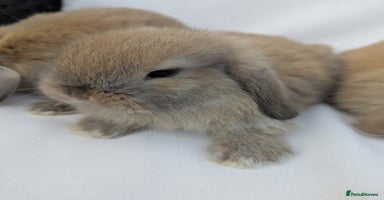 Mini Lop rabbits - Advert 16