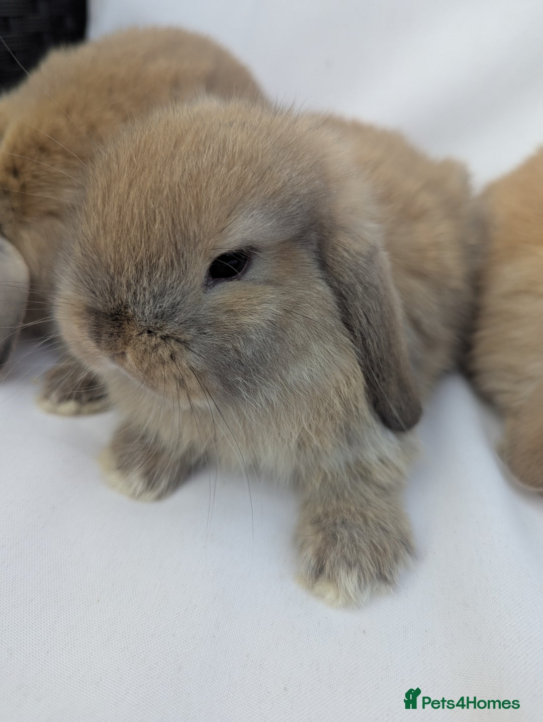 Mini Lop rabbits for sale: ❤️ Cute baby Mini Lop baby rabbits boys girls! ❤️ - Image 3