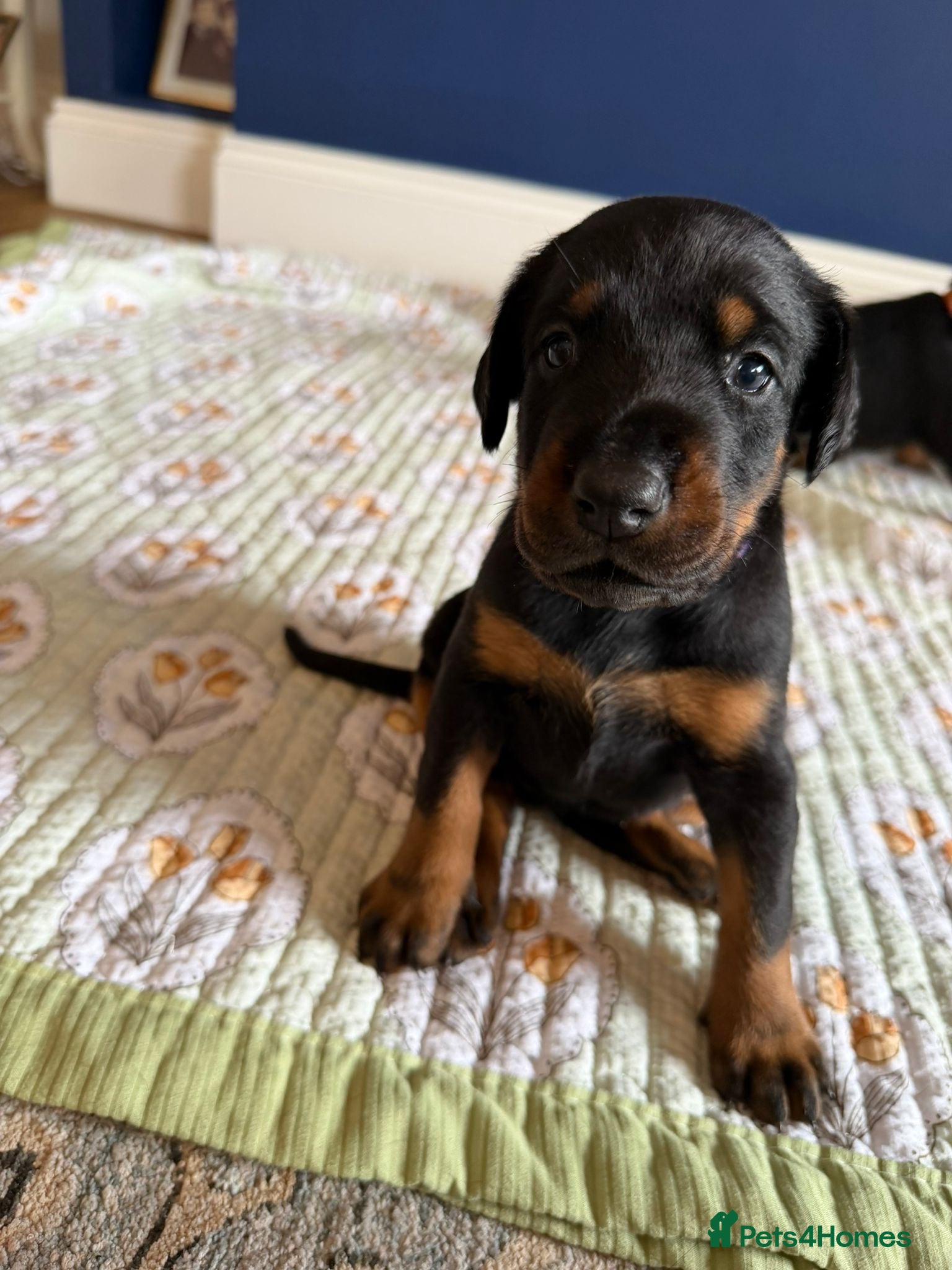 Dobermann dogs KC Registered big and strong Doberman puppies!! - Advert 2