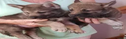 Tamaskan dogs for sale: TAMASKAN PUPPIES PEDIGREE, REGISTERED AND EMBARKED - Advert 1