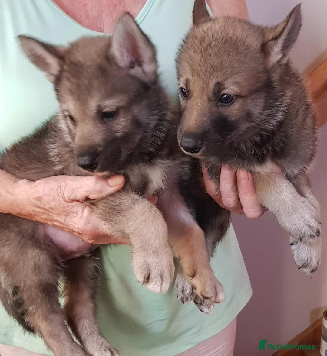 Tamaskan dogs for sale: TAMASKAN PUPPIES PEDIGREE, REGISTERED AND EMBARKED - Advert 1