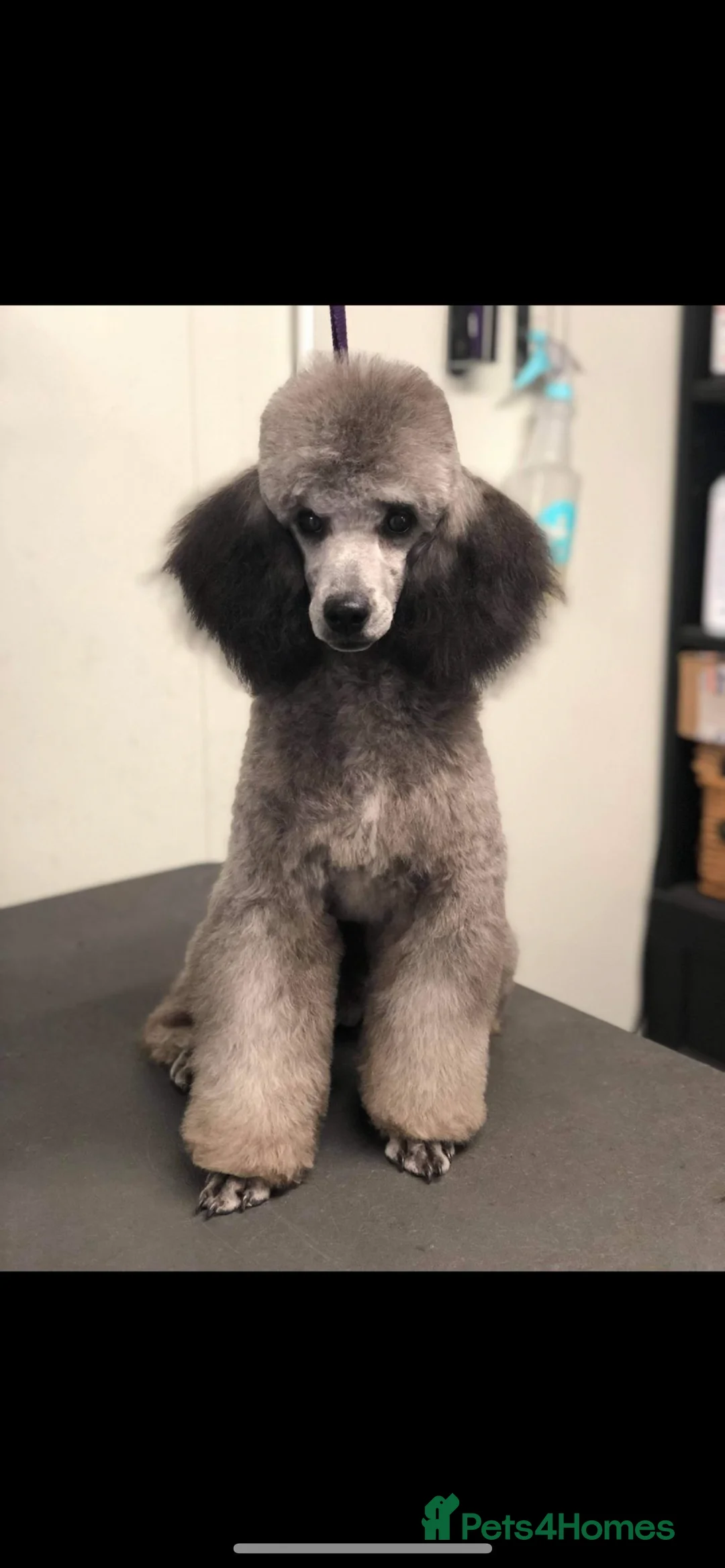 Miniature Poodle dogs for stud: RUSSIAN IMPORTED MINI SILVER POODLE STUD in Wigan - Advert 4