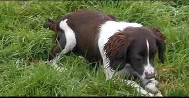 English Springer Spaniel dogs - Advert 14