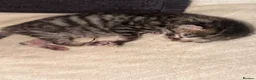 Mixed Breed cats for sale: 3 kittens  - Advert 6