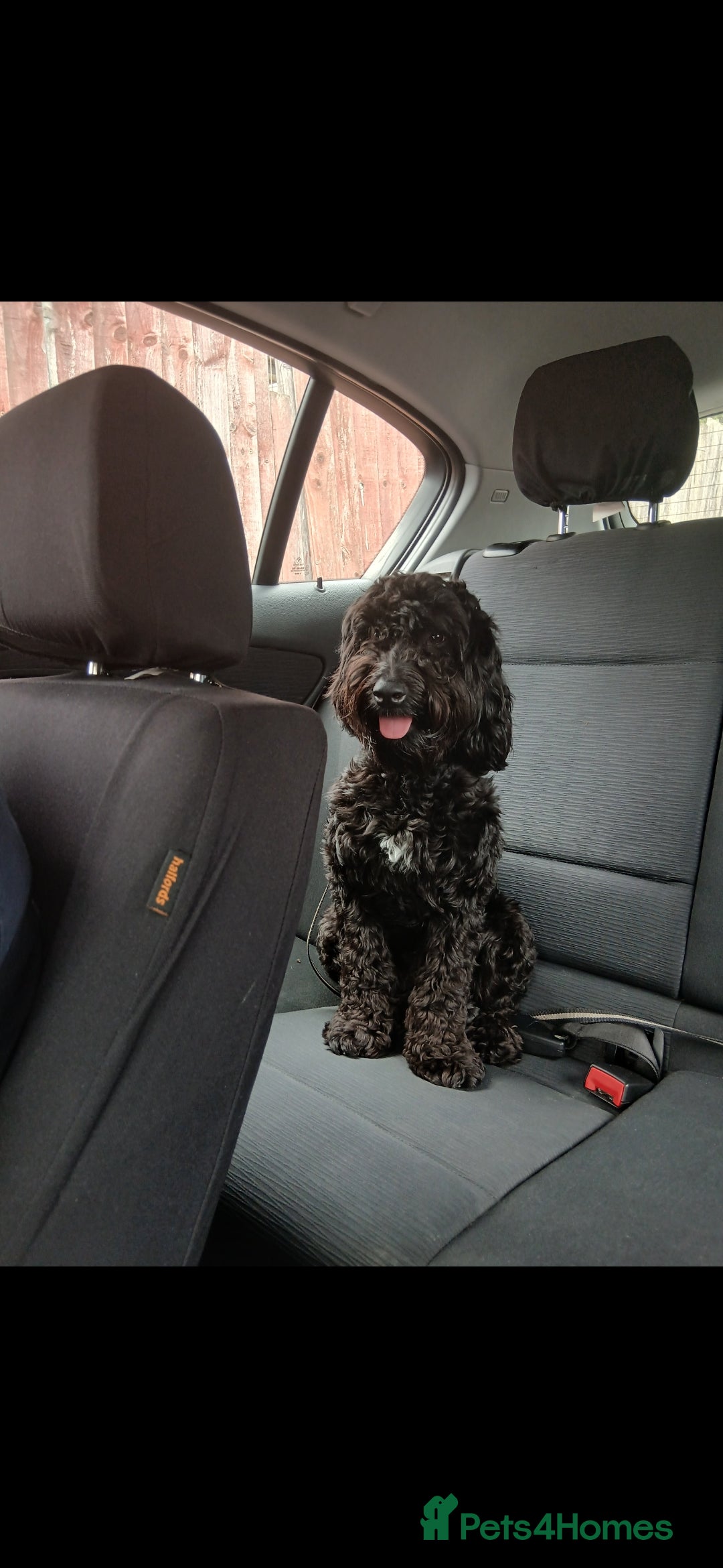 Cockapoo dogs 16 month cockapoo - Advert 1