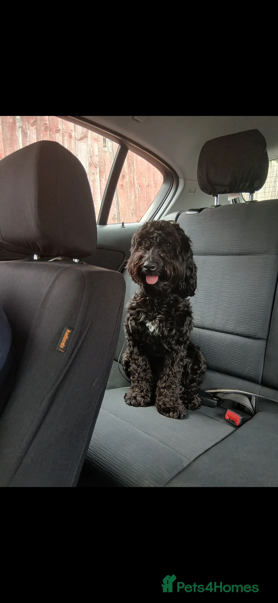 Cockapoo dogs for sale: 16 month cockapoo - Advert 1