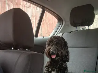 Cockapoo dogs 16 month cockapoo - Advert 1