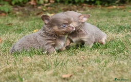 Chihuahua dogs for sale: ⭐️Gorgeous Long haired Lilac and Tan Chihuahuas ⭐️ - Image 18