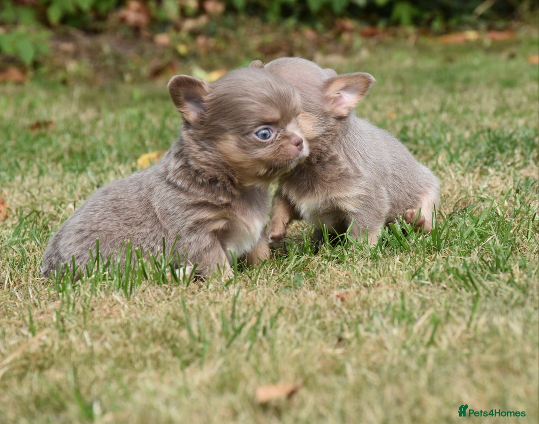 Chihuahua dogs for sale: ⭐️Gorgeous Long haired Lilac and Tan Chihuahuas ⭐️ - Image 18