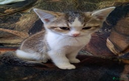 Mixed Breed cats for sale: Scottish straight cross kittens  - Image 23