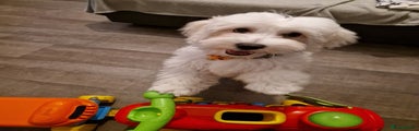 Maltese dog