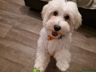 Maltese dogs ❤️🐕Adorable dog needs, a home urgently❤️ - Advert 13