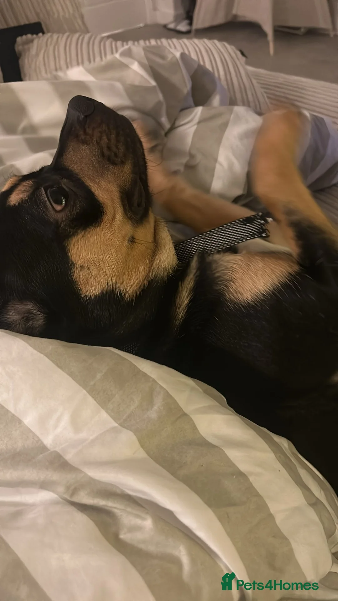 Mixed Breed dogs for sale: Frenchie cross  - Advert 5