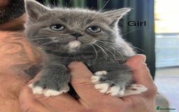 Ragdoll cats for sale: 😍Ragdoll&British Shorthair Mix😍 - Image 8