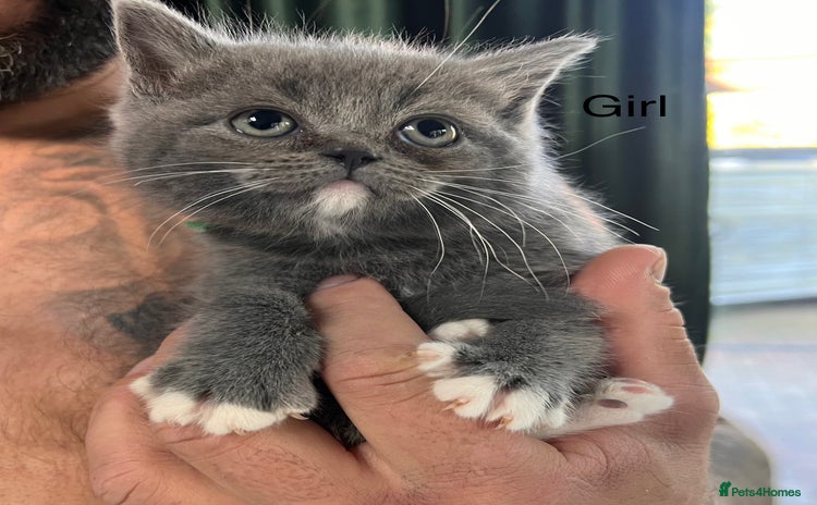 Ragdoll cats - Advert 13