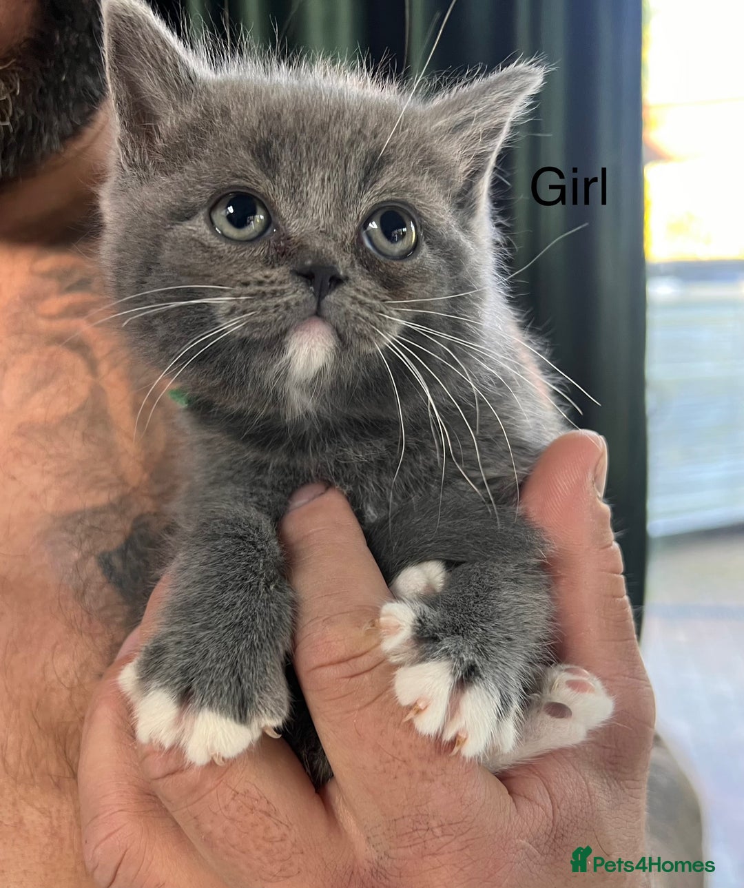 Ragdoll cats for sale: 😍Ragdoll&British Shorthair Mix😍 - Image 8