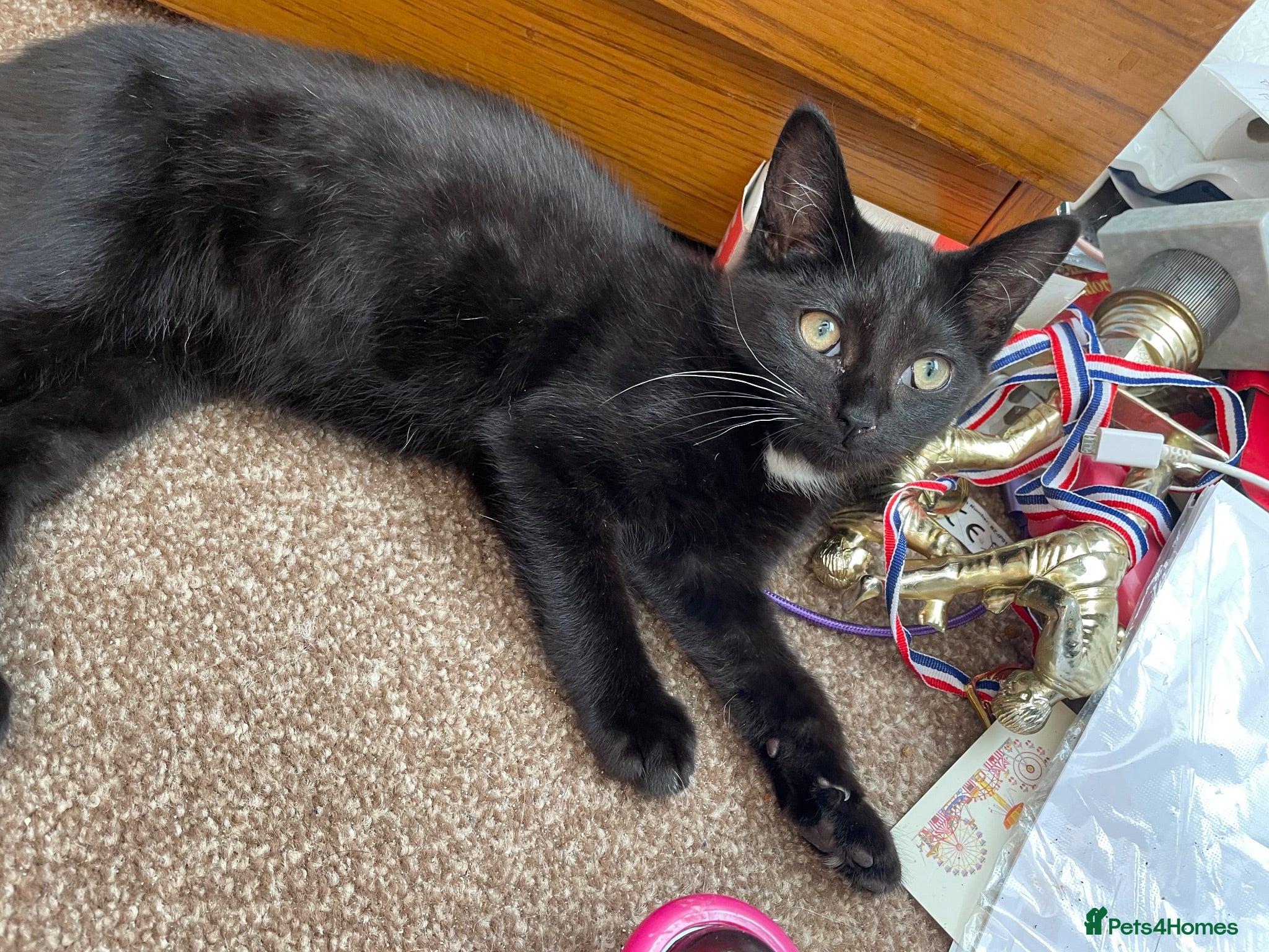 Mixed Breed cats Kittens for sale - Advert 8