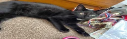 Mixed Breed cats for sale: Kittens for sale - Advert 2